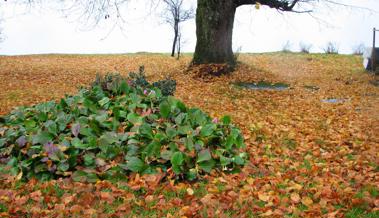 Garten: Der Aufstieg