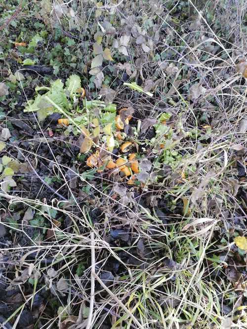 Salatrüstabfälle, Mandarinen- und Bananenschalen: im Naturschutzgebiet Moosanger entdeckt am 24.12.