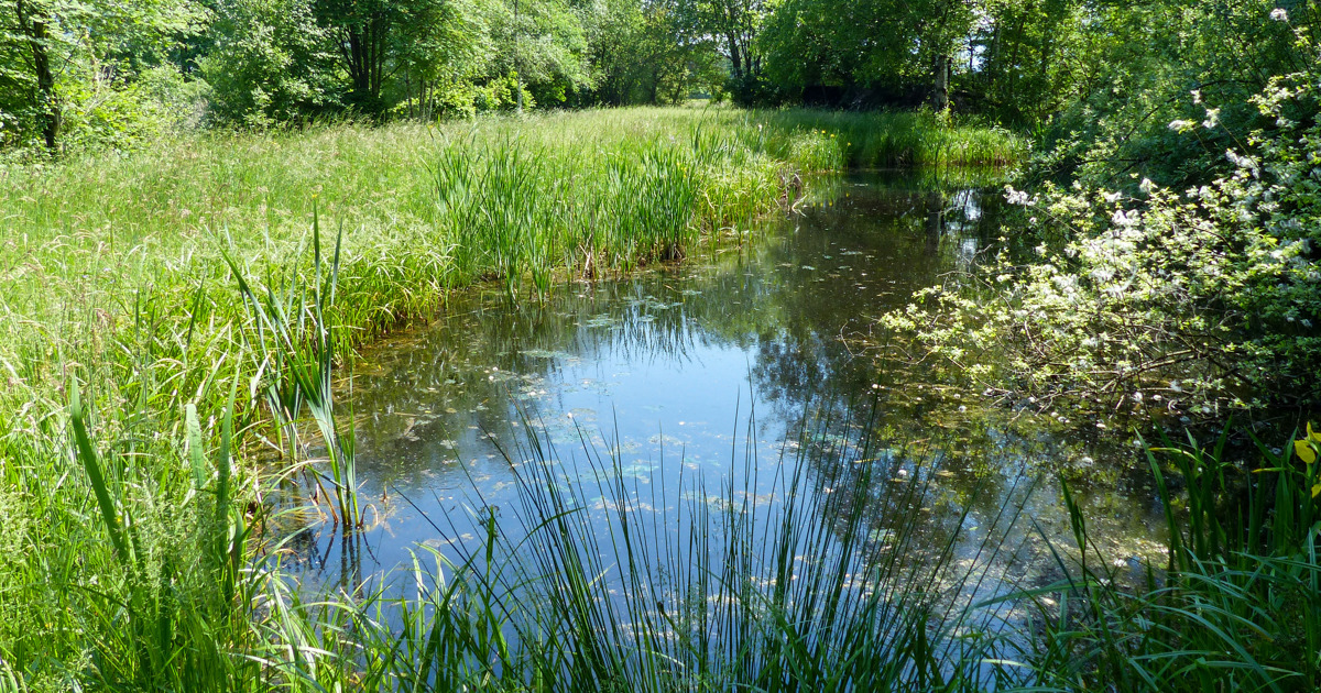 National Trust bringt Gefährdete Wassermäuse nach Surrey und Norddevon zurück